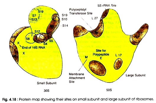 Protein Map