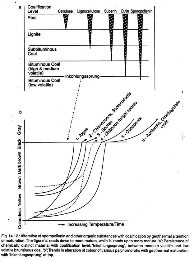 Alteration of sporopollenin with coalification by geothermal alteration