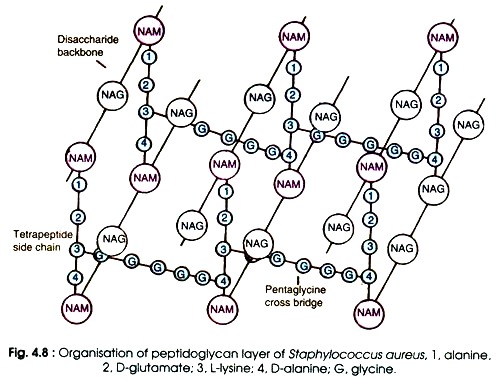 Organisation of Peptidoglycan Layer