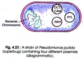 Strain of Pseudomonas Putida