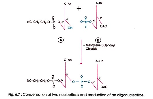 Condensation of Two Nucleotides and Production