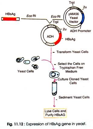 Expression of HBsAg Gene in Yeast