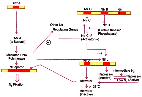 Regulation of nif Gene Expression