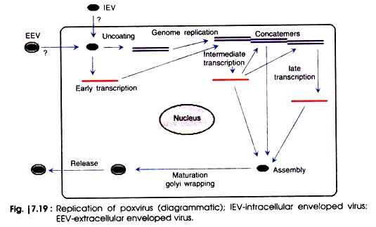 Replication of Poxvirus