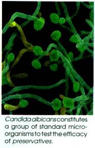 Candida Albicans constitutes a group of Standard Micro-organisms to Test the efficacy of Preservatives