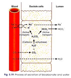 Process of Secretion of Bicarbonate and Water