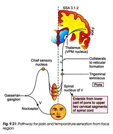 Pathway for Pain and temparature Sensation from Face Region