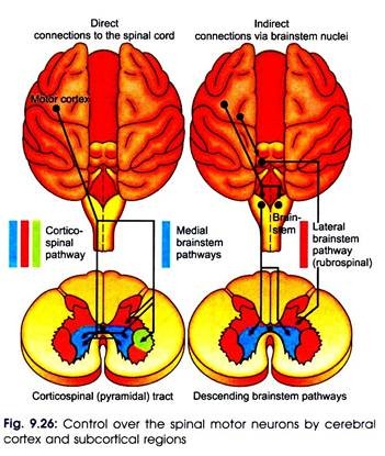 Control Over the Spinal Motor Neurons