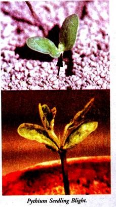 Pythium Seedling Blight