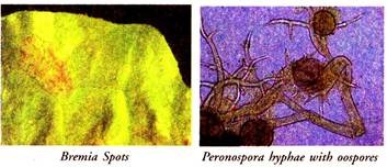 Bremia Spots and Peronospora Hyphae with Oospores