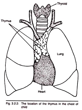 Location of the Thymus in the Chest of Child