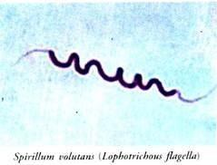 Spirillum Volutans