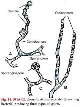 Actinomycetales