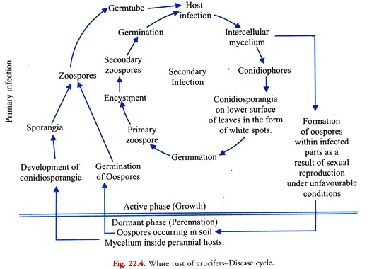 White Rust of Crucifers-Disease Cycle