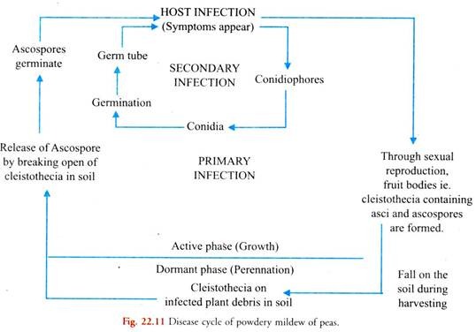 Disease Cycle of Powdery Midlew of Peas