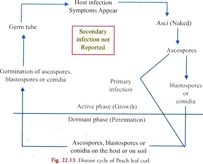 Disease Cycle of Peach Leaf Curl