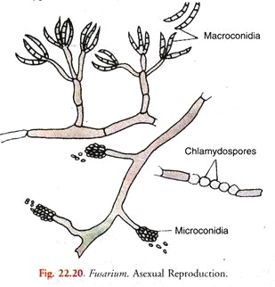 Asexual Reproduction