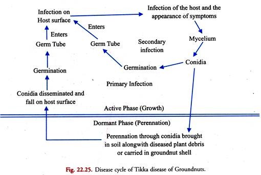 Disease Cycle of Tikka Disease of Groundnuts