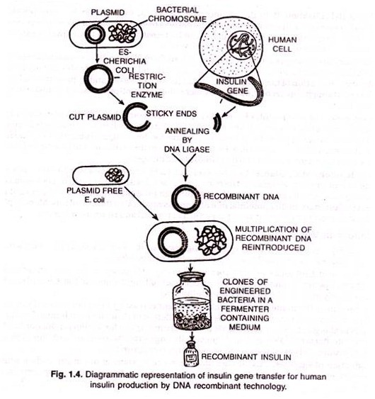 Allomyces