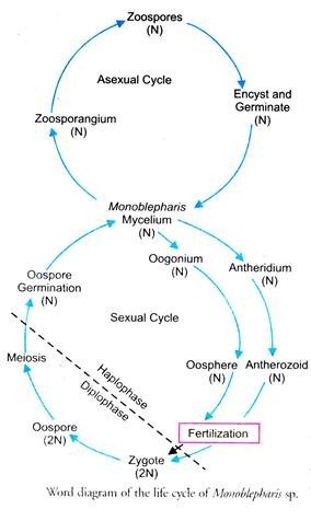 Life Cycle of Monoblepharis