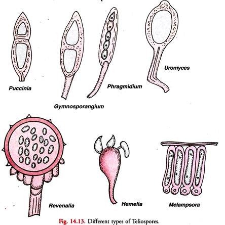 Different Types of Teliospores