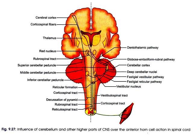 Influence of Cerebellum