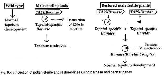 Induction of pollen-sterile and restorer-lines using barnase and barstar genes