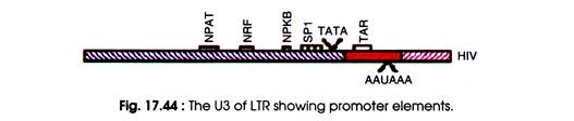The U3 of LTR showing Promoter Elements