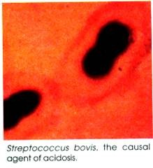 Streptococcus bovis