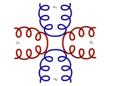 Mechanism of Polypeptide