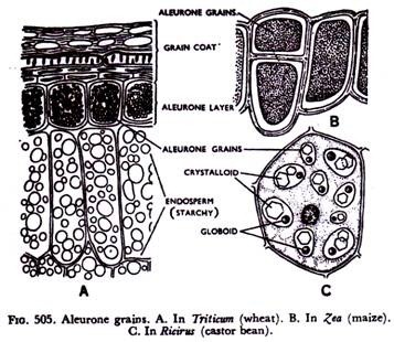 Branching of airways until the alveoli