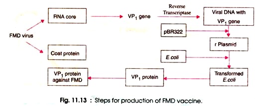 Steps for Production of FMD Vaccine