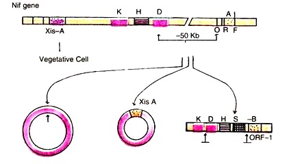 Rearrangement of nif Genes