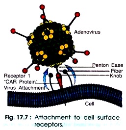 Attachment to Cell Surface Receptors