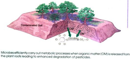 Microbes efficiently carry out Metabolic processes when Organic Matter is released from the Plant Roots leading to enhanced Degradation of Pesticides