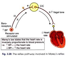 Reflex Pathway Involved in Marey's Reflex