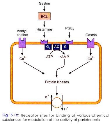 Receptor Sites