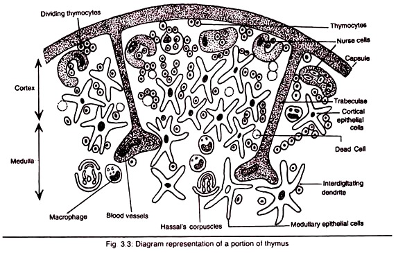 Portion of Thymus