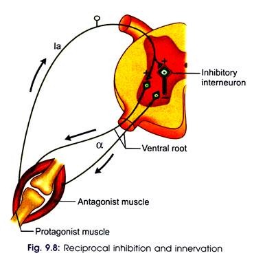 Reciprocal Inhibition and Innervation