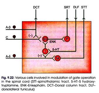 Various Cells Involved in Modulation of Gate Operation