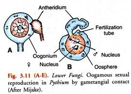 Oogamous Sexual Reproduction in Pythium