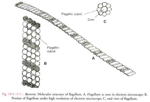 Molecular Structure of Flagellum