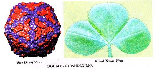 Stranded RNA