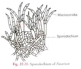 Sporodochium of Fusarium