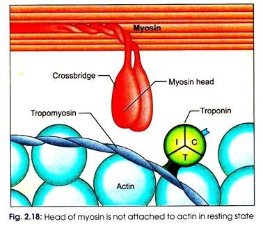 Head of Myosin is not Attached to Actin in Resting State