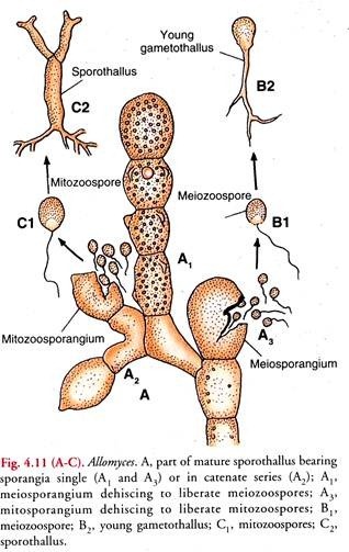 Allomyces