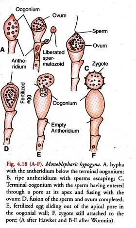 Monoblepharis Hypogyna 