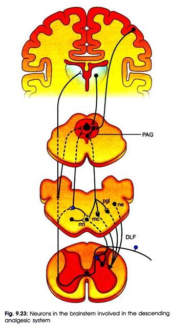 Neurons in the Brainstem