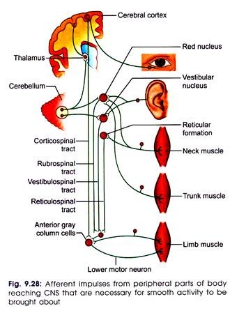 Afferent Impulses