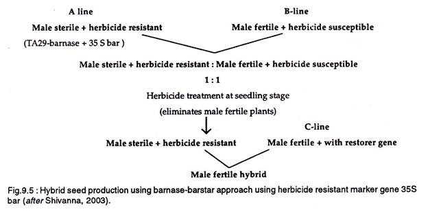 Hybrid seed production using barnase-barstar approach using herbicide resistant marker gene 35S bar